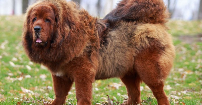 Tibetan Mastiff: Majestic Guardians of the Himalayas