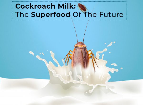 The Power of Cockroach Milk: Health Benefits and its Potential in a Post-Apocalyptic World