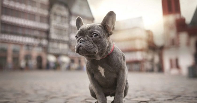 French Bulldog: The Irresistible Charm of a Petite Companion