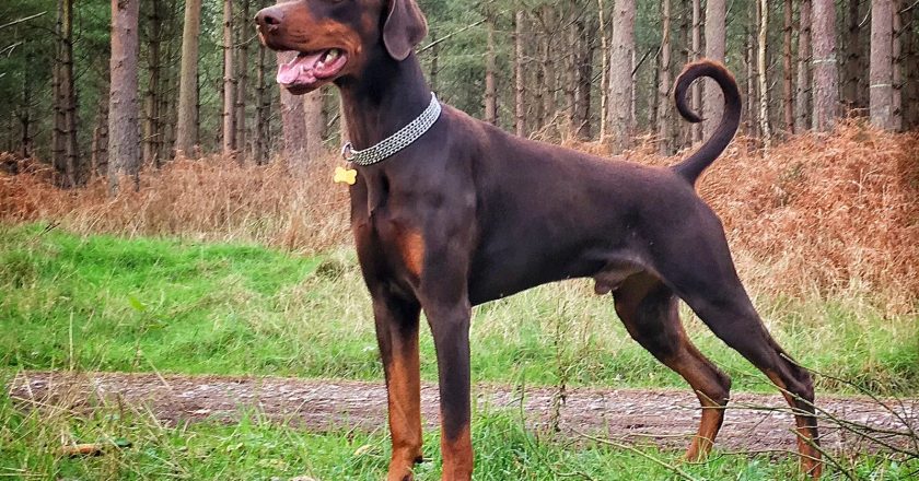 The Doberman Pinscher: A Loyal Guardian with Grace and Intelligence