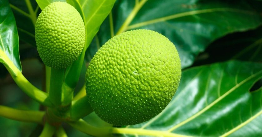 The Versatile Breadfruit: A Tropical Treasure