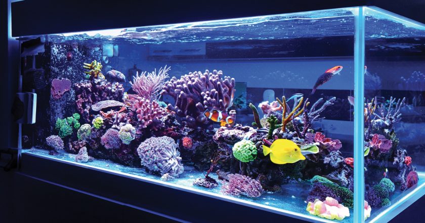 The Mesmerizing World of Marine Aquariums: A Closer Look at the Enchanting Underwater Realm