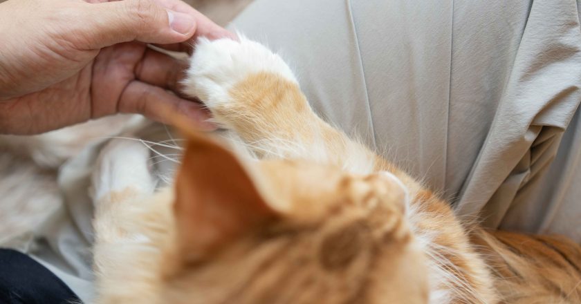 The Profound Connection: The Importance of Building Bonds with Animals