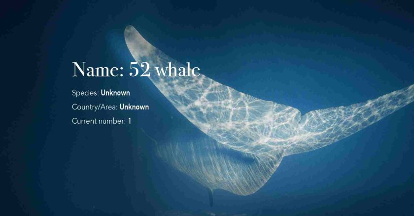 The Enigmatic 52Hz Whale:The Mystery of the Loneliest Creature in the Ocean