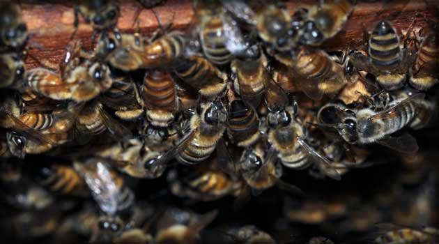 Colony Collapse Disorder in the US: The Mystery Threatening Honeybees and Agriculture