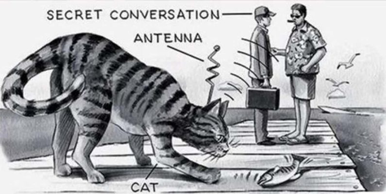 Operation Acoustic Kitty: The CIA’s Secret Plan to Turn Cats into Spies