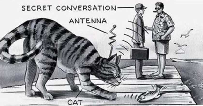 Operation Acoustic Kitty: The CIA’s Secret Plan to Turn Cats into Spies