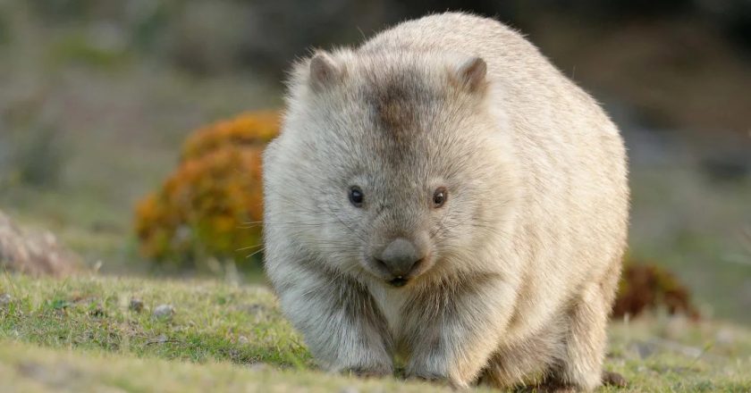 Funny Facts About Wombats: Exploring the Quirky and Adorable Marsupials