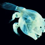 When Anglerfish Mate, They Melt Into One Another — Sharing Bodies Forever