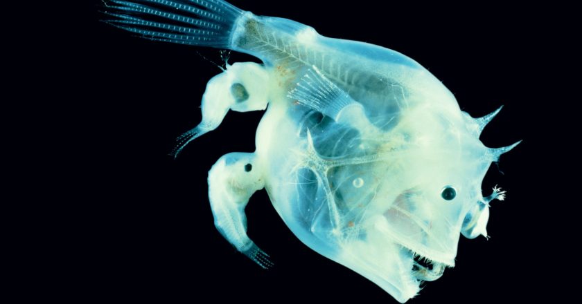 When Anglerfish Mate, They Melt Into One Another — Sharing Bodies Forever