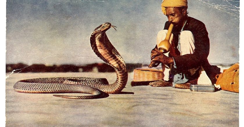 The Cobra Effect: When Solutions Create Bigger Problems