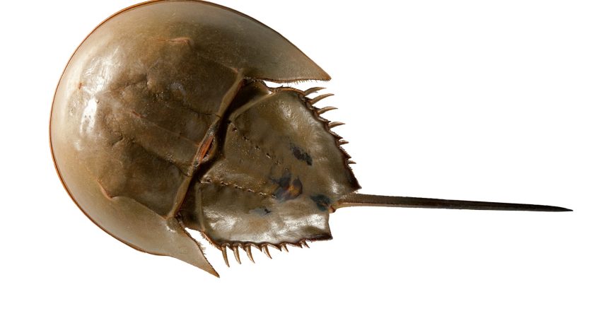 The Horseshoe Crab and Its Blue Blood: Nature’s Ancient Marvel