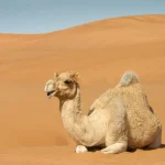 Why Saudi Arabia Imports Sand and Camels: A Surprising Desert Reality