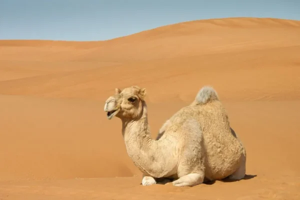 Why Saudi Arabia Imports Sand and Camels: A Surprising Desert Reality