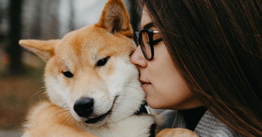 Shiba Inu: A Complete Guide to Japan’s Iconic and Spirited Dog Breed