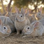 The Australian Rabbit Invasion: A Tale of Ecological Chaos and Human Error