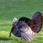 The Wild Turkey: A Marvel of North America’s Wilderness