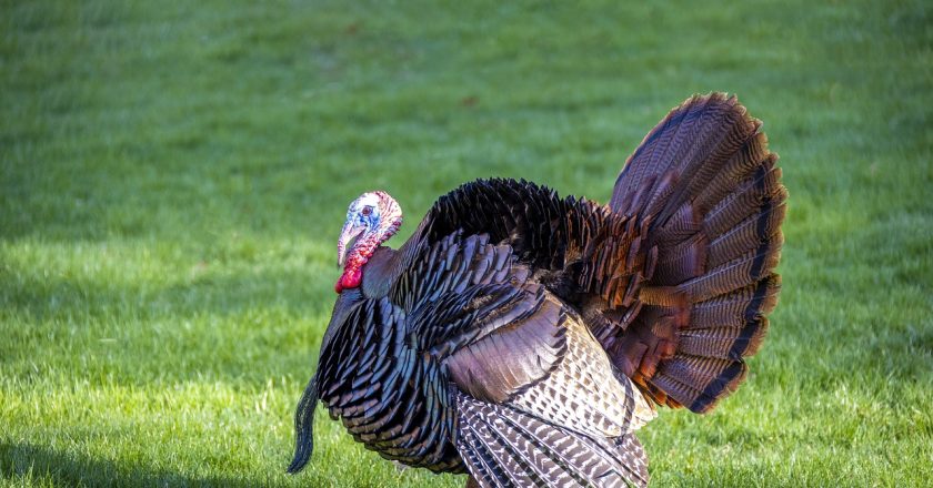 The Wild Turkey: A Marvel of North America’s Wilderness