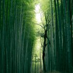 Fascinating Facts About Bamboo: Nature’s Green Wonder