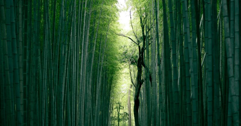 Fascinating Facts About Bamboo: Nature’s Green Wonder