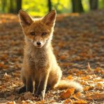 Fox Cub as a Pet: A Comprehensive Guide to Care, Challenges, and Ethical Considerations