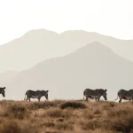 Grevy’s Zebra Trust: A Lifeline for One of the World’s Rarest Zebras