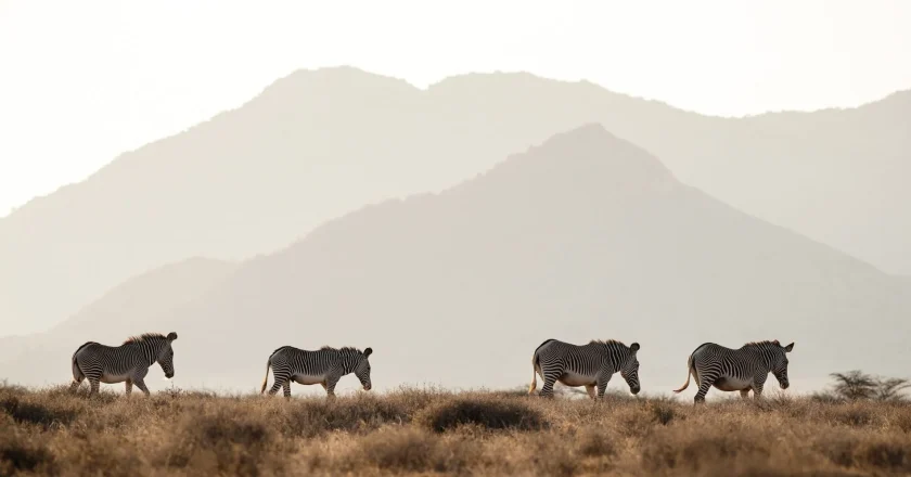 Grevy’s Zebra Trust: A Lifeline for One of the World’s Rarest Zebras