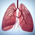 Lungs Do More Than Breathe — They Also Produce Blood