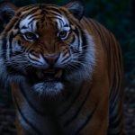 The Vengeful Tiger: A Tale of Patience, Intelligence, and Deadly Retribution